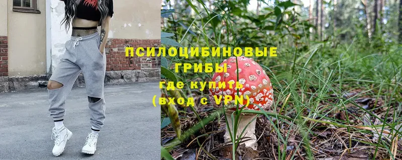 Псилоцибиновые грибы Psilocybe  Велиж 